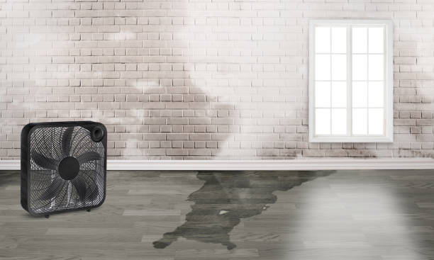Best Flood damage cleanup  in Rden City, GA