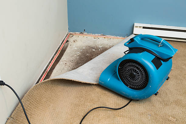 Best Water damage restoration mold remediation  in Rden City, GA